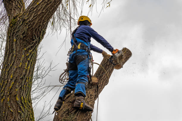 Best Firewood Processing and Delivery  in Toquerville, UT