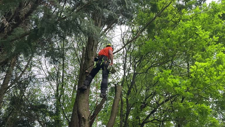 How Our Tree Care Process Works  in  Toquerville, UT